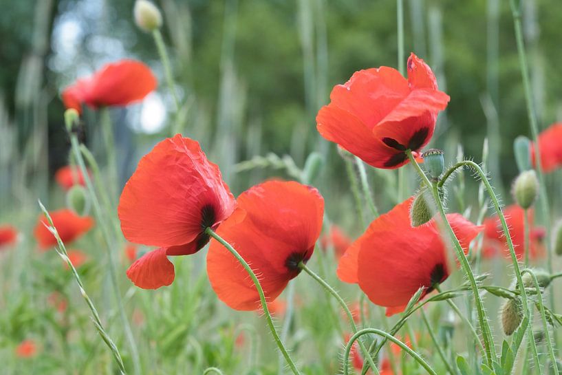 Poppy with red petals by Martin Köbsch