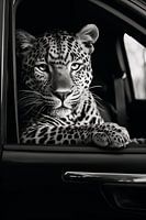 Jaguar in the car