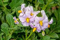 Potato Blossom