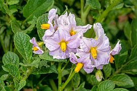 Aardappelbloesem van Hans-Jürgen Janda