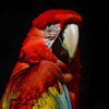 Papagei von Jacco Hinke
