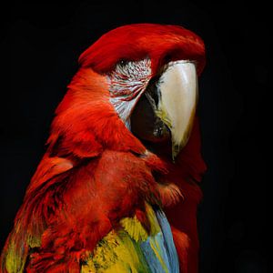 parrot by Jacco Hinke