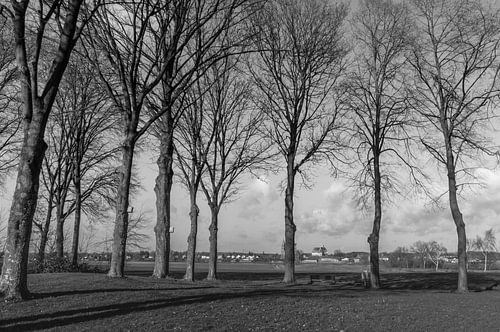 black and white trees in winter