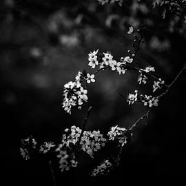 Bloesem van Peter Bosch