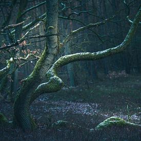 Schriftzeichen im Wald von Regina Steudte | photoGina