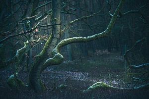 Les personnages dans la forêt