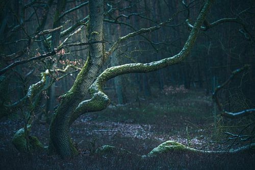 Personages in het bos