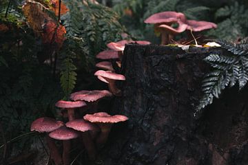 Herbstpilze auf einem Baumstamm von Marjon Boerman