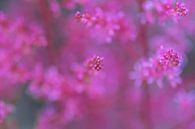 rosa Wolke von Tania Perneel Miniaturansicht