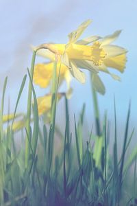 standing daffodils von Alessia Peviani