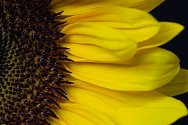 Sunflower by Cor Brok