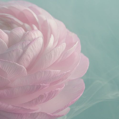 Pastellfarben: Die zartrosa Blütenblätter einer Ranunkel von Marjolijn van den Berg