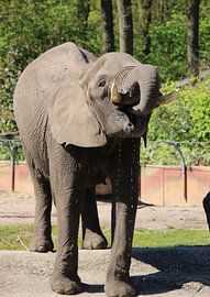 Drinkende olifant van HB-Fotografie