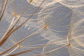 Spring feeling: Light blue shining through the wooden fluff by Marjolijn van den Berg