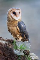 Barn Owl (Tyto alba)