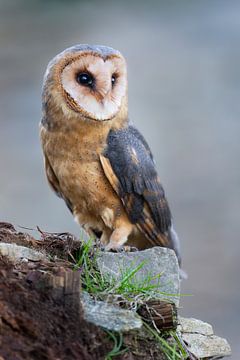 Barn Owl (Tyto alba) by Daniela Beyer