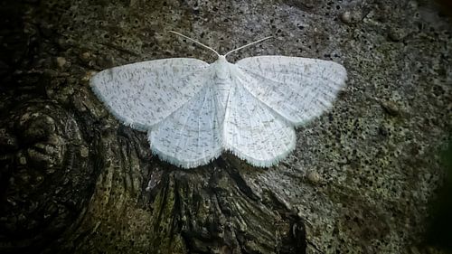 Bruine grijsbandspanner