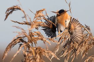 Vogels - Baardmannetje vliegt op vanuit het riet van Servan Ott