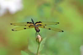 Soort libelle op roos by Maurits Kuiper