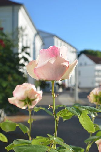 Roze hoogstamrozen bij het Circus in Putbus op het eiland Rügen