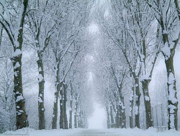 Sneeuw tussen de bomen van Double u photography