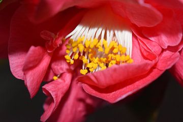 Camellia van Thijs BEUMER
