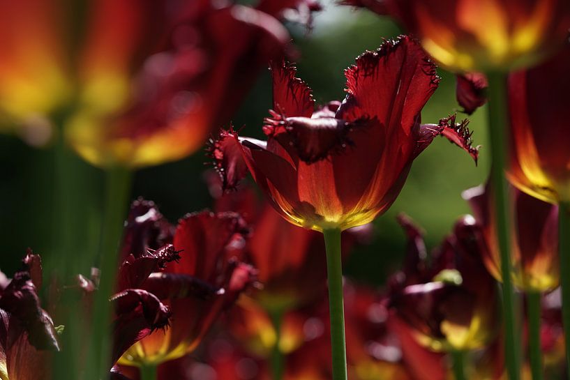 Tulips by Marion Lucssen