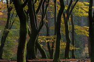 Dancing trees in an autumn forest. by Larissa Rand thumbnail