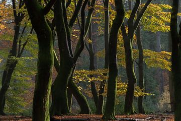 Des arbres qui dansent dans une forêt d'automne. sur Larissa Rand