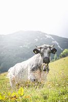 Moo Cow Alps
