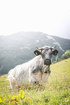 Moo Koe Alpen van Steffen Koch