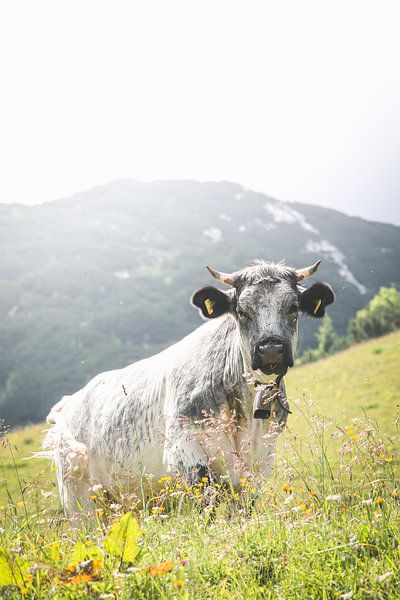 Moo Cow Alps by Steffen Koch