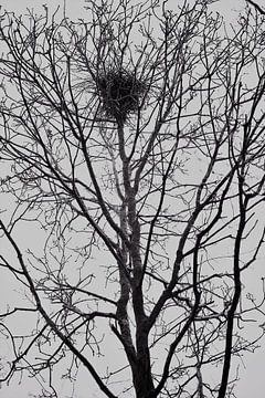 nest hoog in de boom van Greet ROMBOUTS