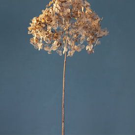Winterhortensie mit filigranen Blättern von Atelier Meta Scheltes