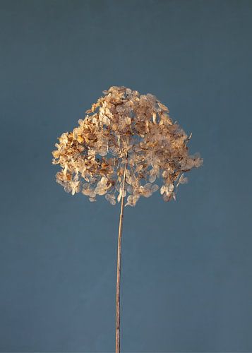 Hortensia d'hiver avec feuilles filigranes sur Atelier Meta Scheltes