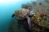Schildpad