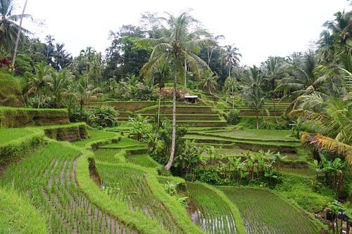 Verlaten rijstvelden