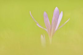 Herfststijlloos by Douwe Schut