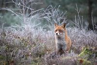 Vos op de heide in de rijp.