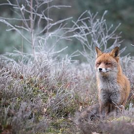 Der Fuchs im Moor zur Reifezeit. von Adrian Visser
