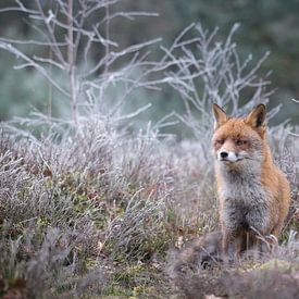 Vos op de heide in de rijp. van Adrian Visser