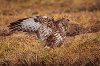 buzzard landed