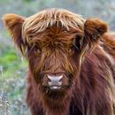 Jonge Schotse hooglander van Dirk van Egmond thumbnail