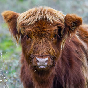 Junger schottischer Highlander