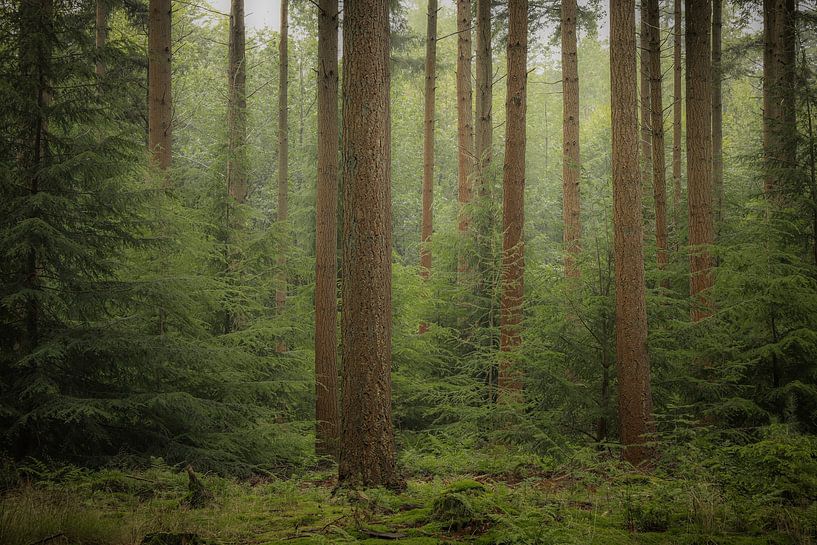 Peace in the forest by Eefje John