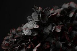 Hydrangea aging by Sabine Keijzer