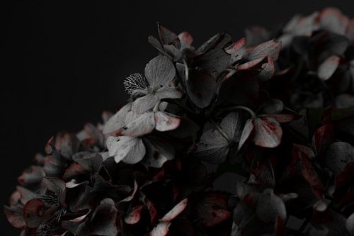 Fine art hortensia vergrijsd van Sabine Keijzer