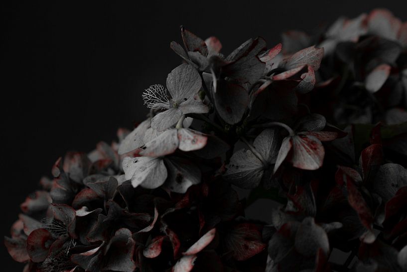 Vieillissement des hortensias par Sabine Keijzer
