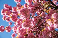 Blossom tree pink