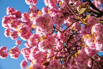 Bloesem boom roze